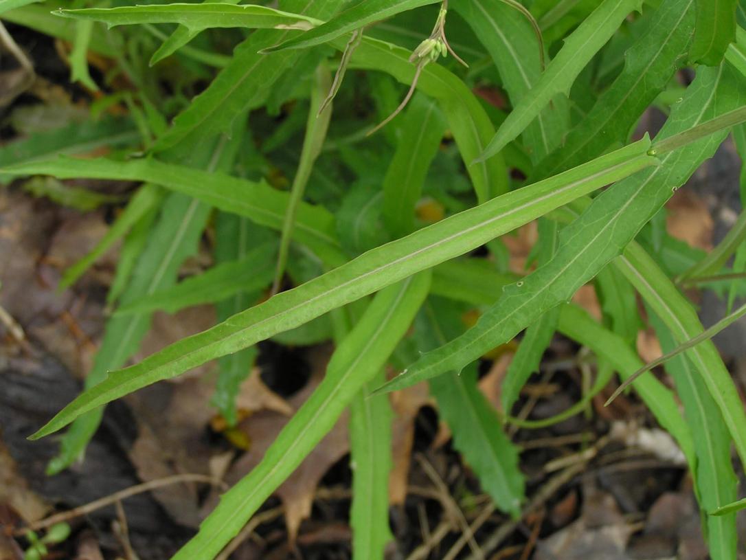 Smooth Rock Cress leaves