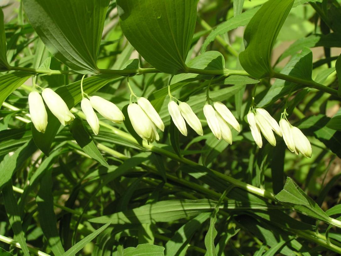 Smooth Solomons Seal flower
