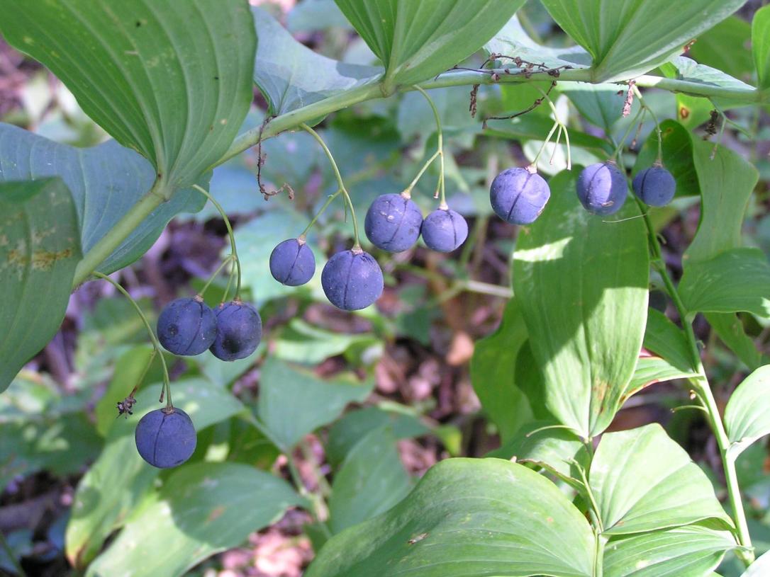 Smooth Solomons Seal fruit