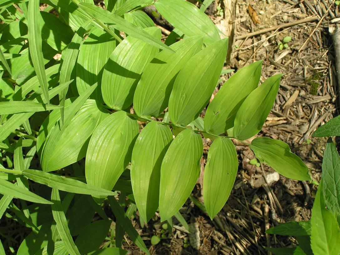 Smooth Solomons Seal leaves