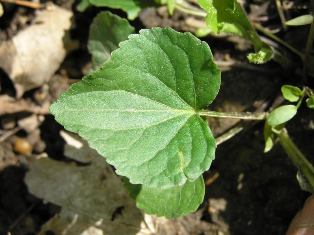 Smooth Yellow Violet leaves