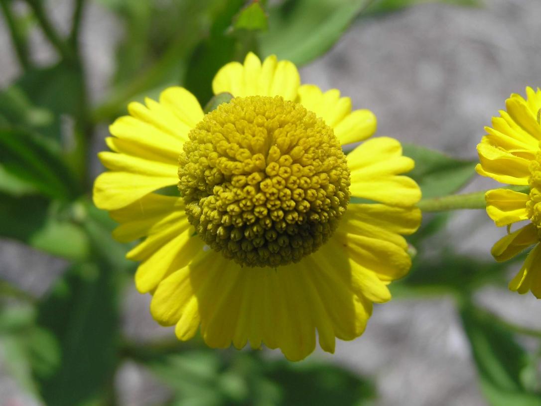 Sneezeweed flower