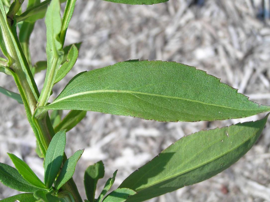 Sneezeweed leaves