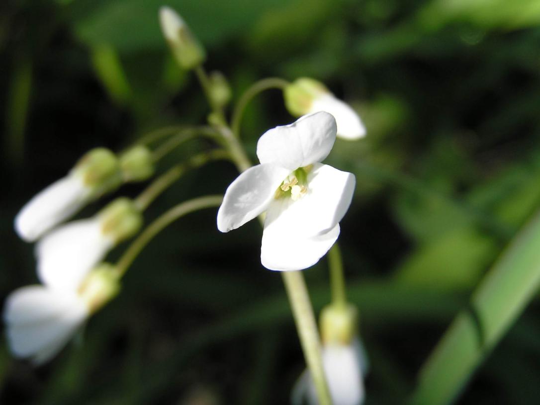 Spring Cress flower