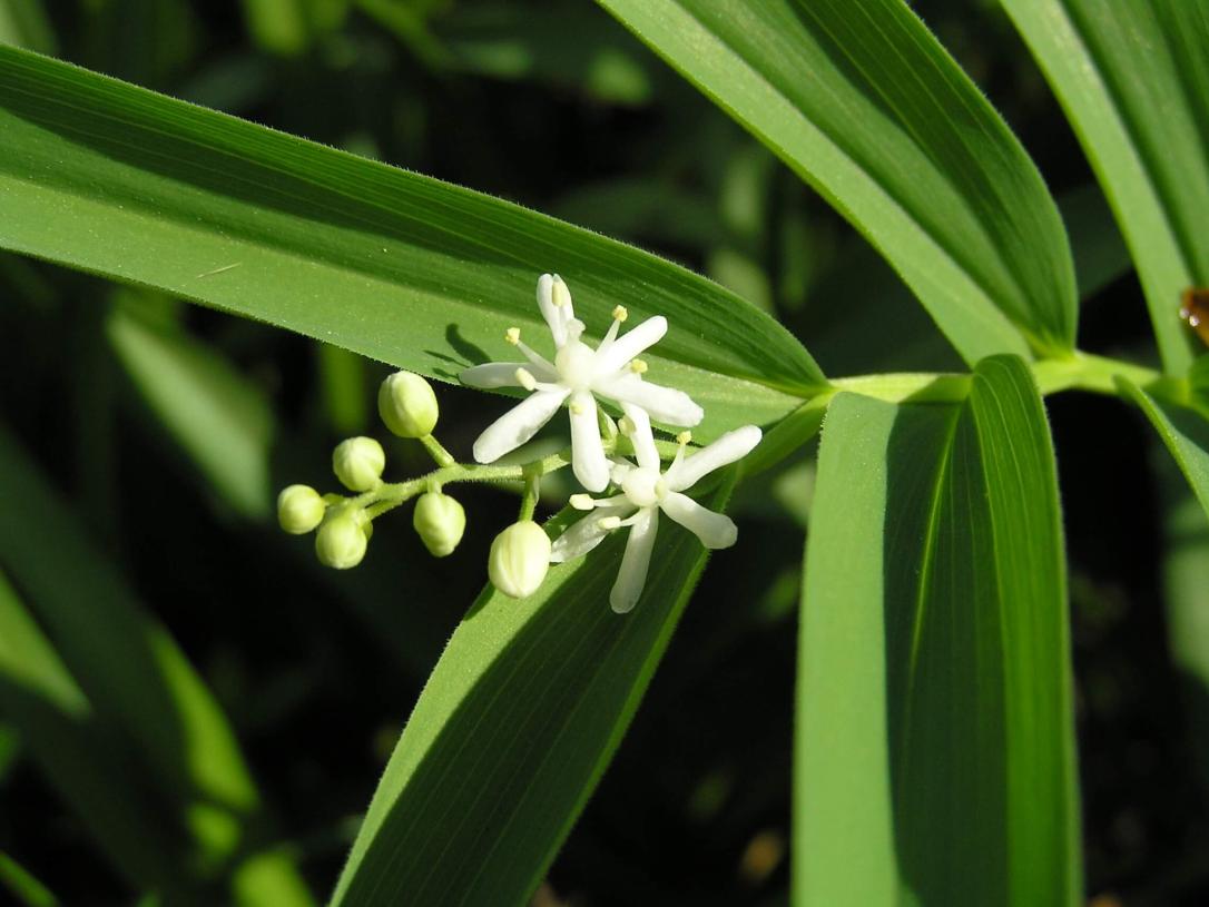 Star Flowered Solomons Seal flower