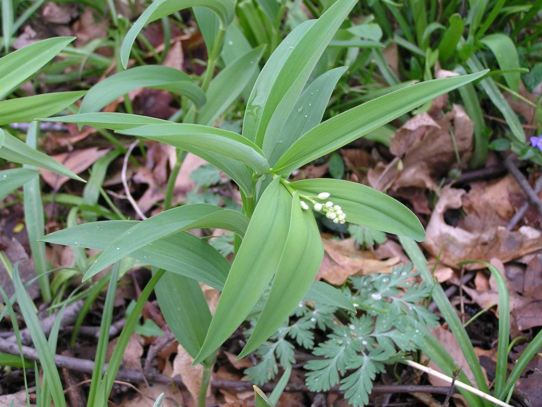 Star Flowered Solomons Seal habit