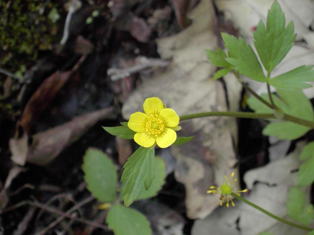 Swamp Buttercup flower