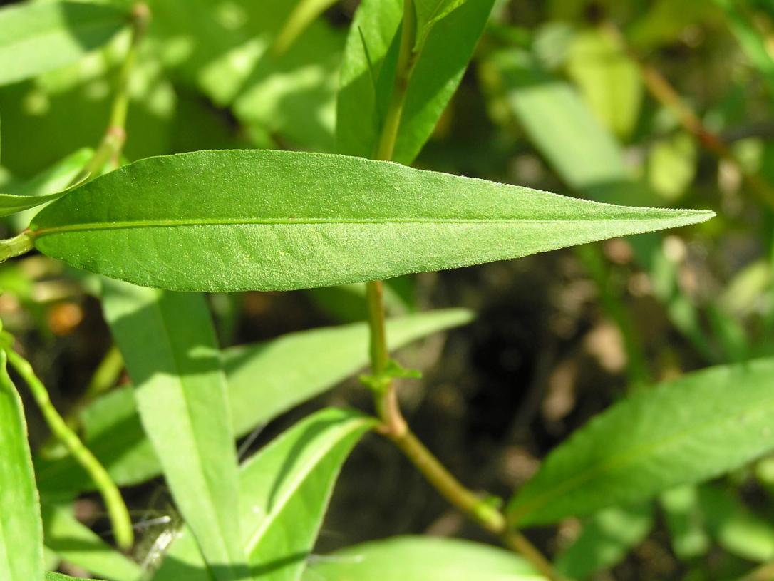 Swamp Dock leaves