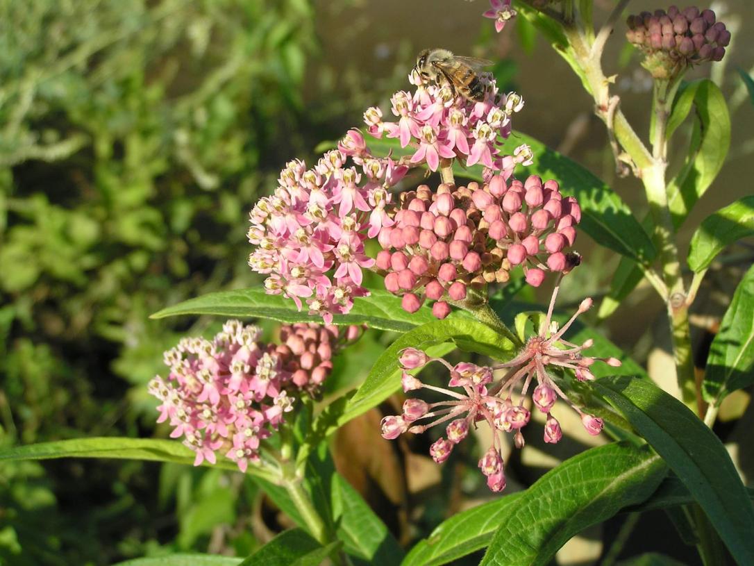 Swamp Milkweed
