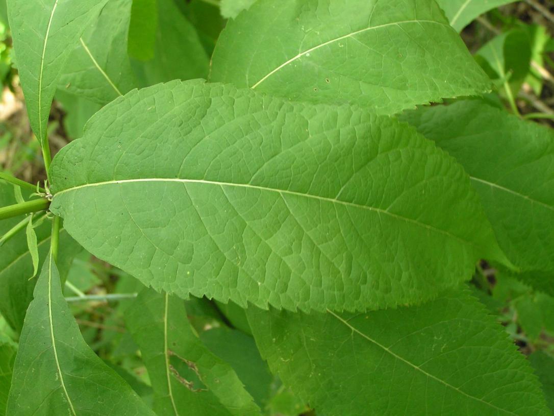 Sweet Scented Joe Pye Weed leaves