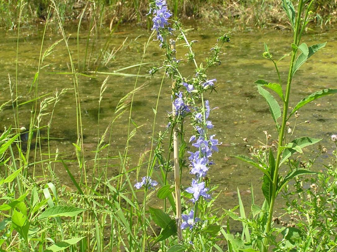 Tall Bellflower habit