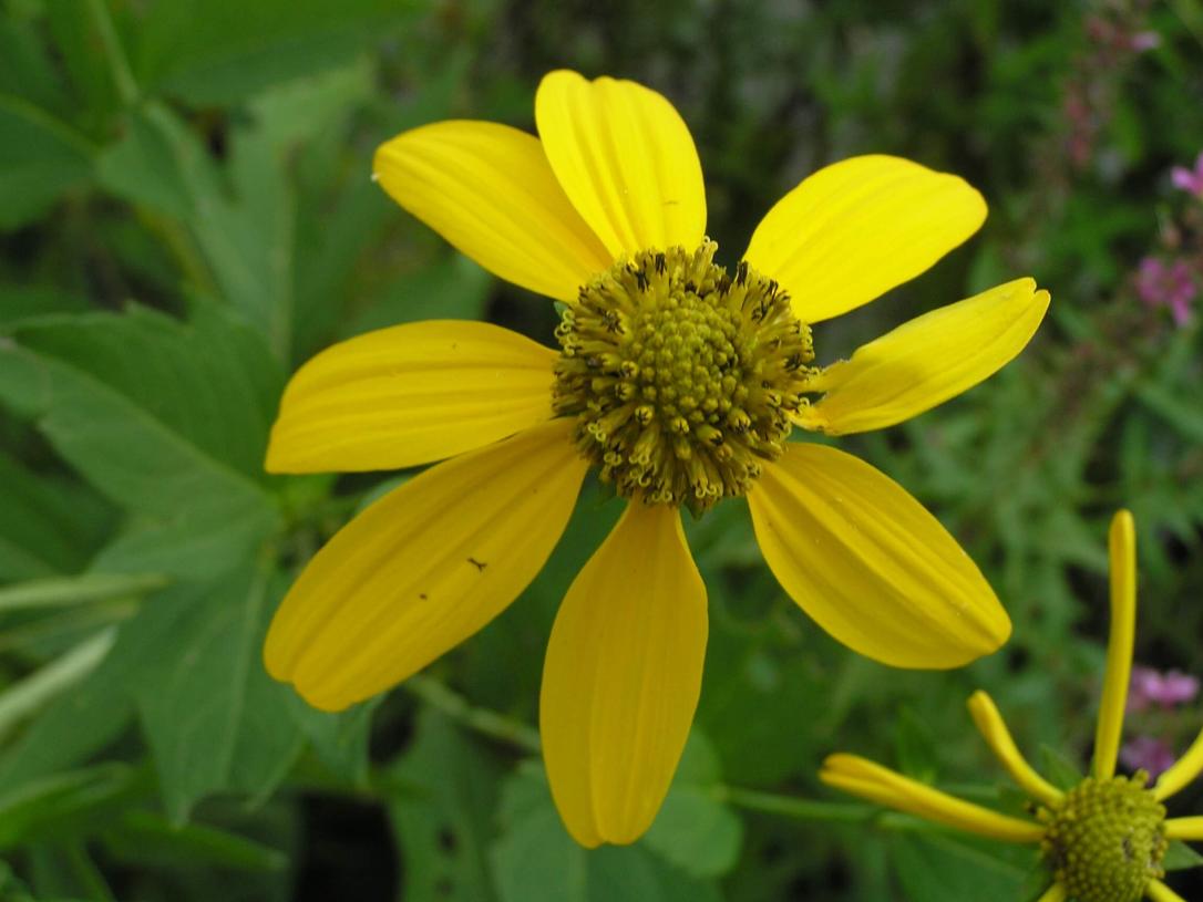 Tall Coneflower flower