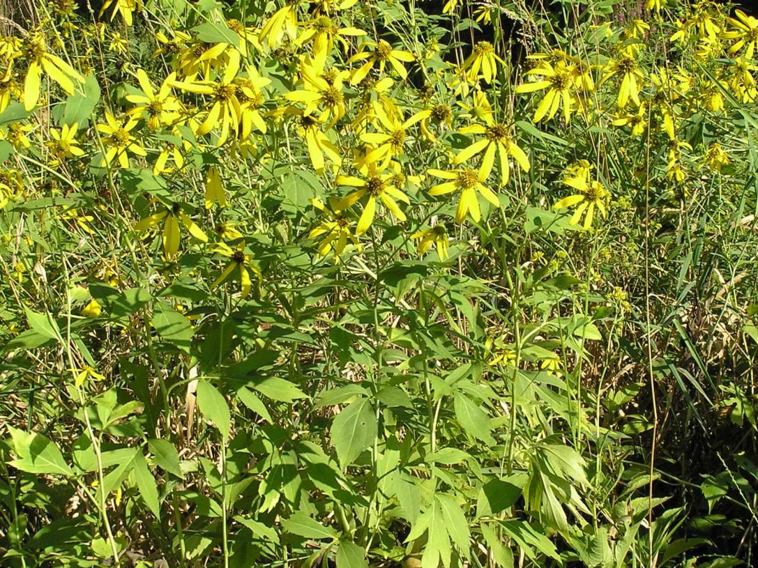 Tall Coneflower habit