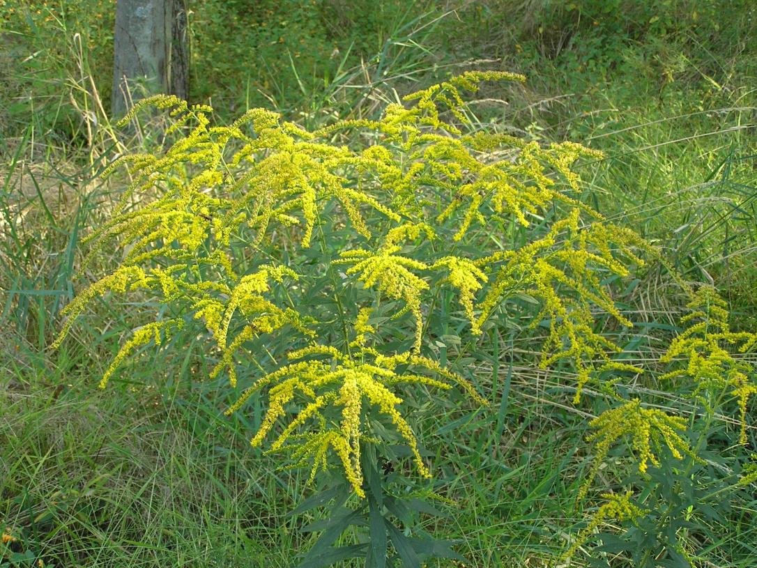 Tall Goldenrod flower