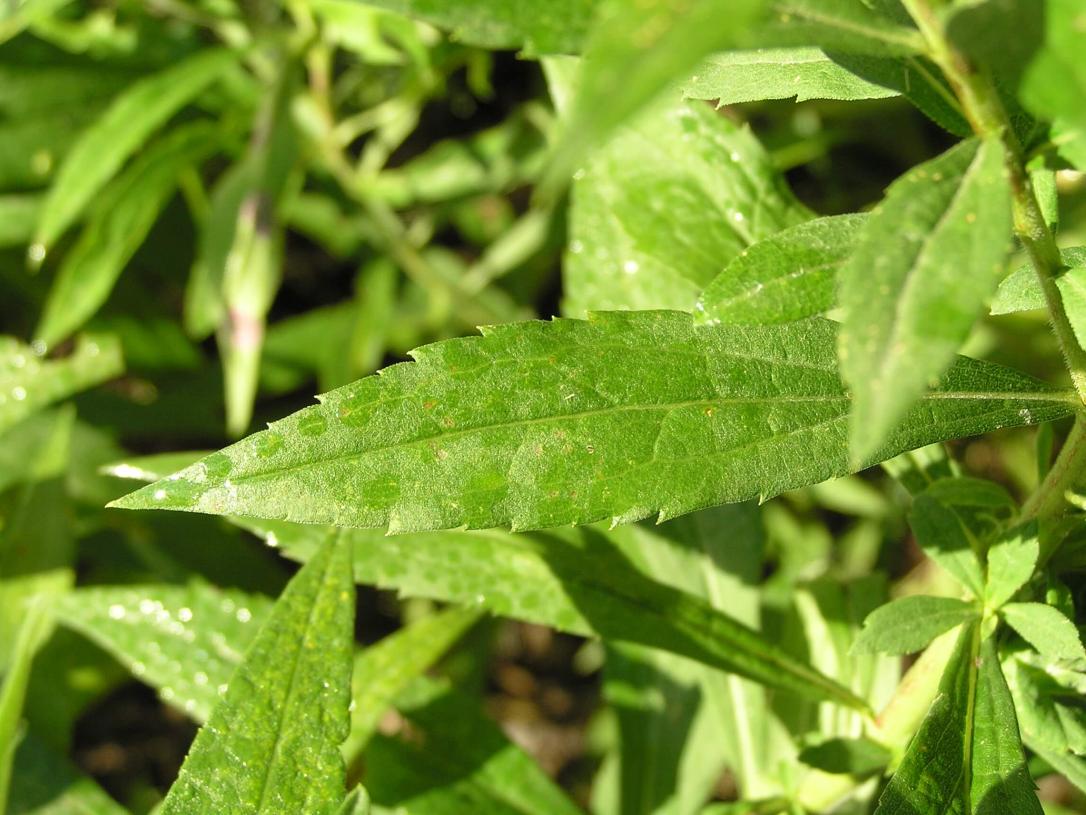 Tall Goldenrod leaves