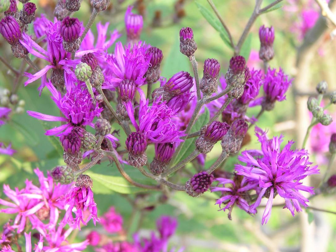 Tall Ironweed 