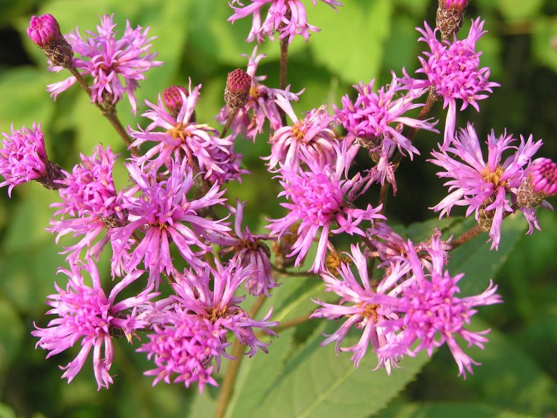 Tall Ironweed 