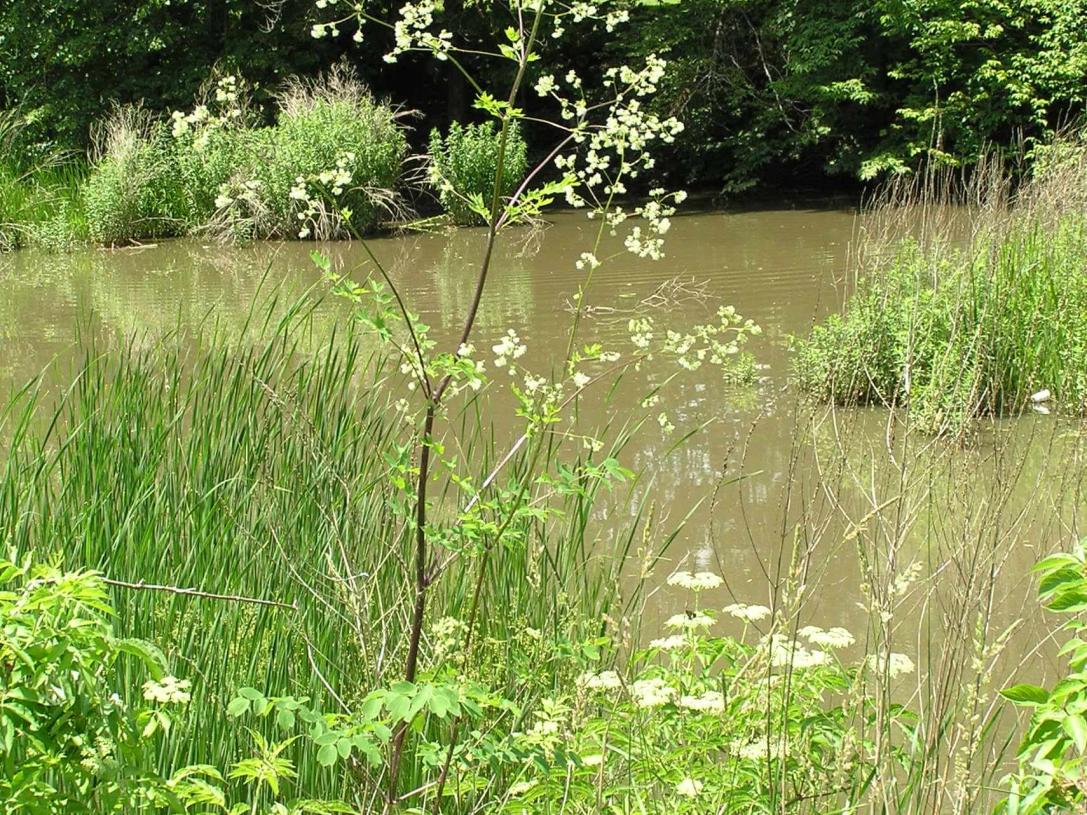 Tall Meadow Rue habit