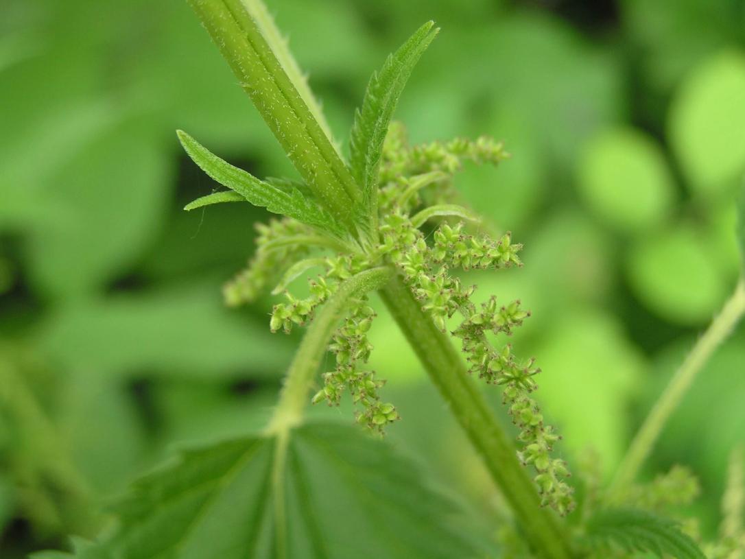Tall Nettle flower