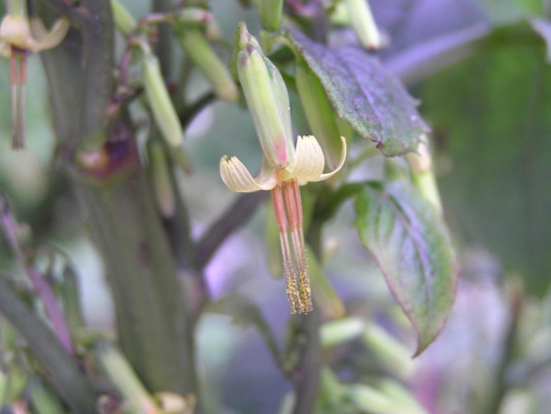 Tall Rattlesnake Root flower