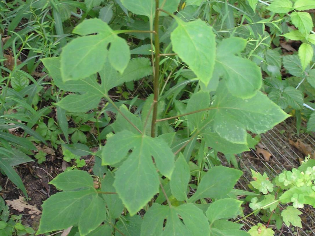 Tall Rattlesnake Root habit
