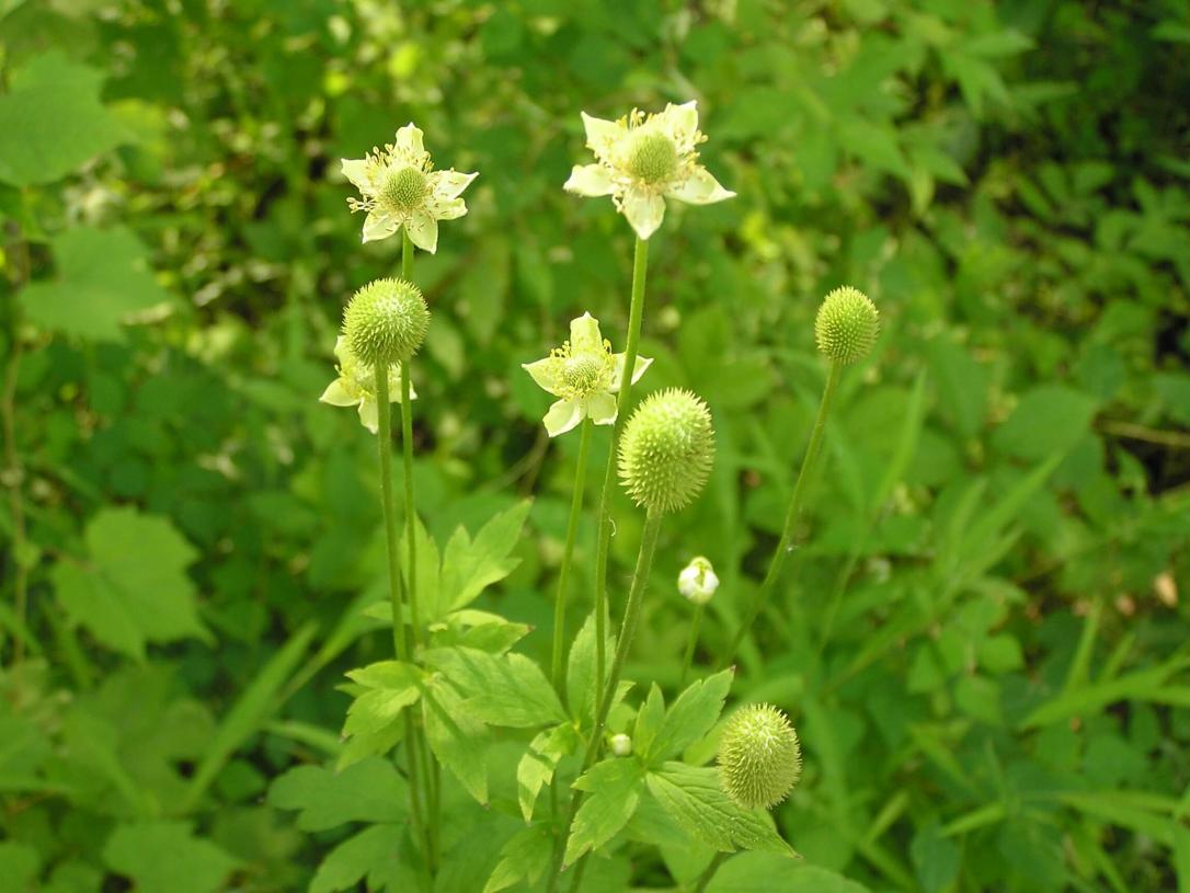 Thimbleweed flower
