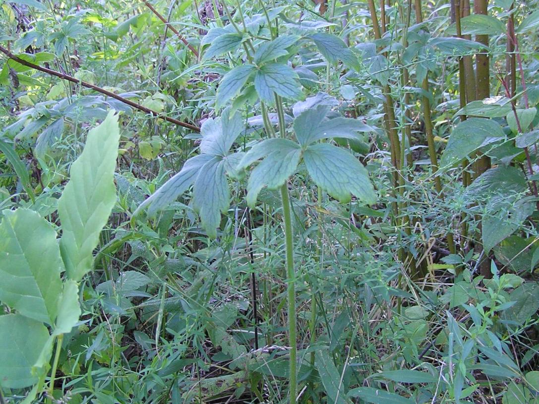 Thimbleweed habit