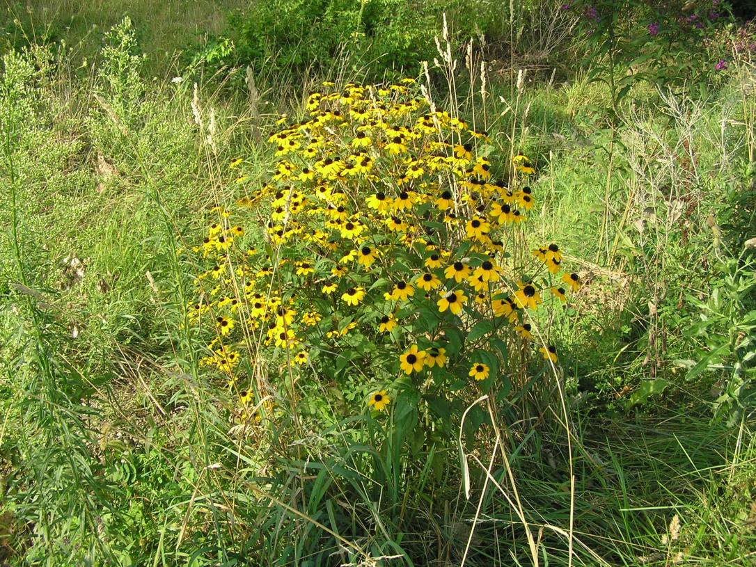 Thin Leaved Coneflower habit