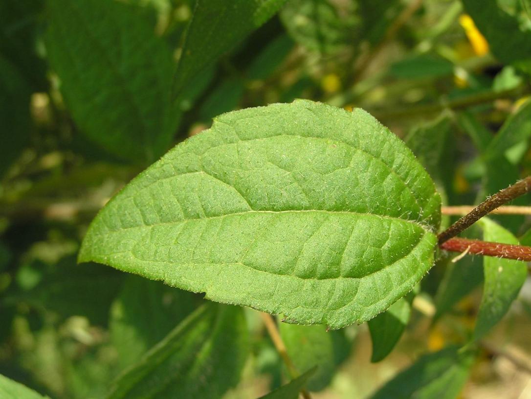 Thin Leaved Coneflower leaves