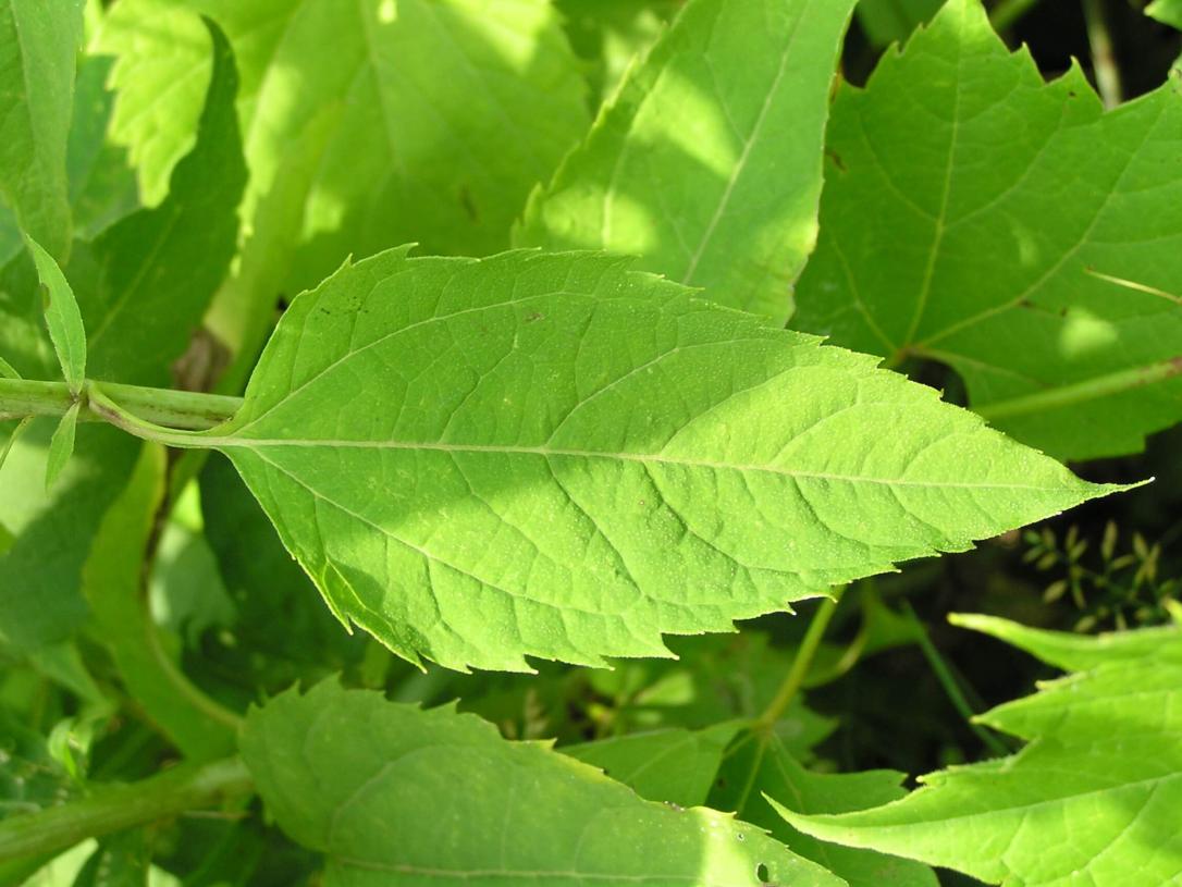 Thin Leaved Sunflower leaves