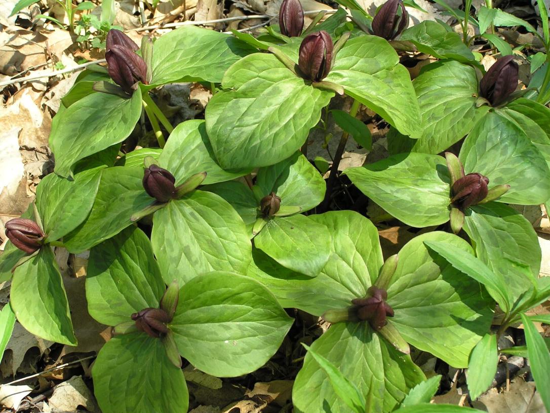 Toad Trillium habit