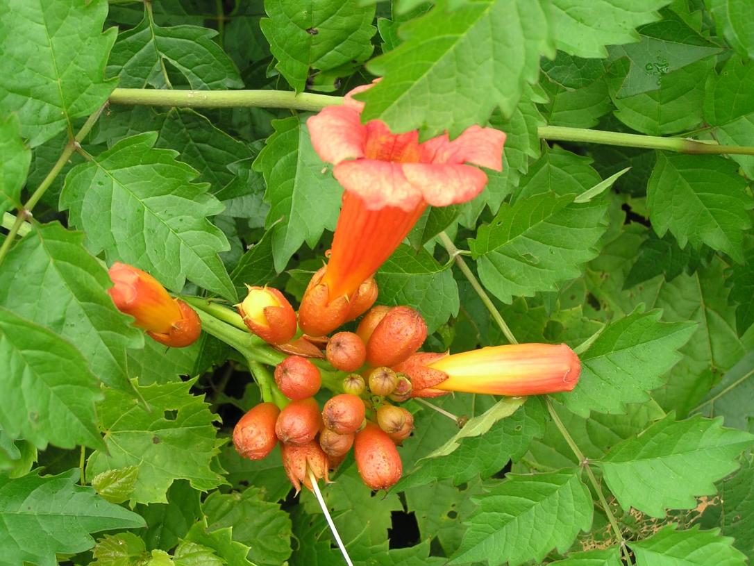 Trumpet Creeper flower