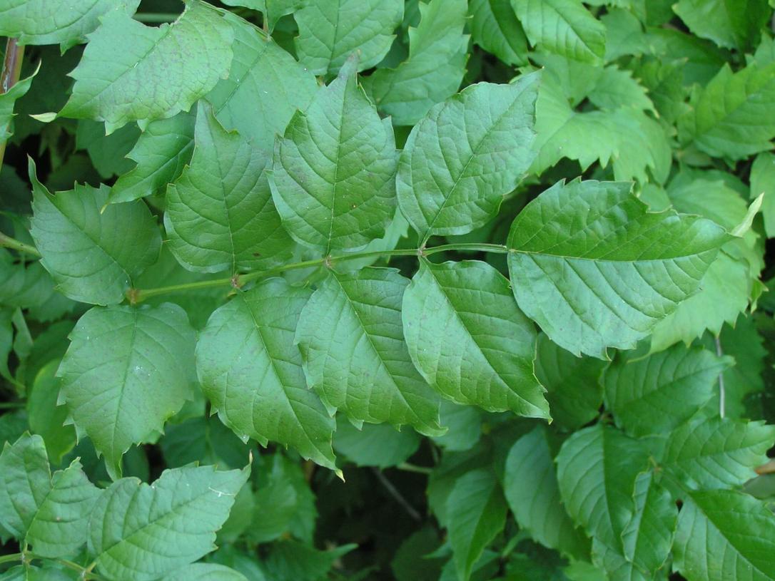 Trumpet Creeper leaves