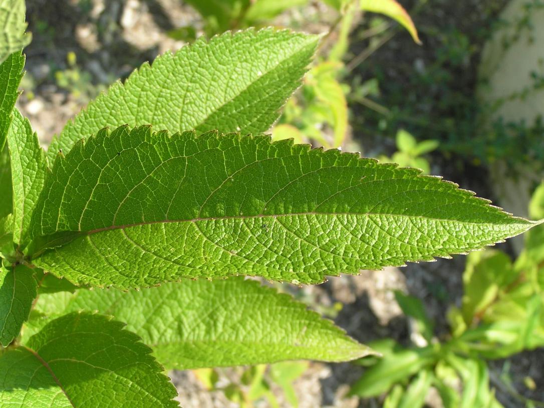 Trumpetweed leaves