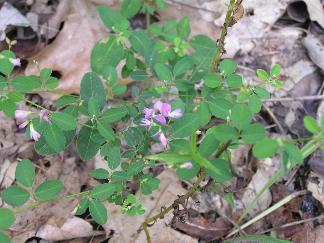 Violet Bush Clover habit
