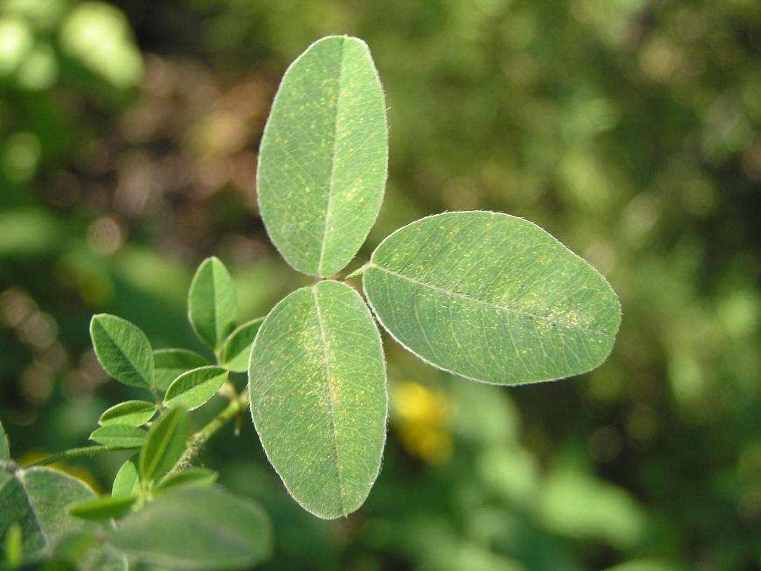 Violet Bush Clover leaves