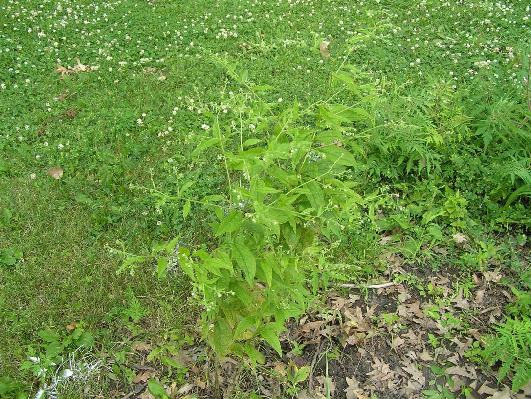 Virginia Stickseed habit