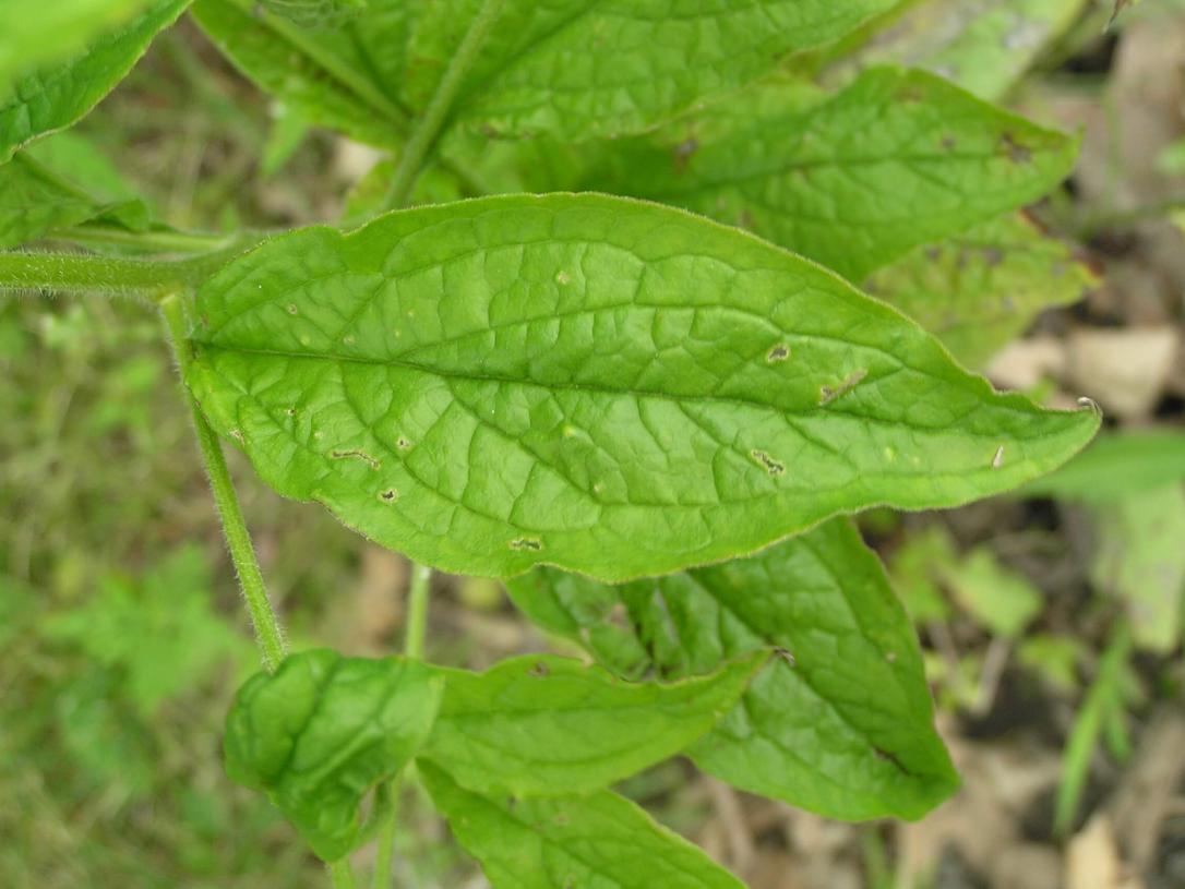 Virginia Stickseed leaves