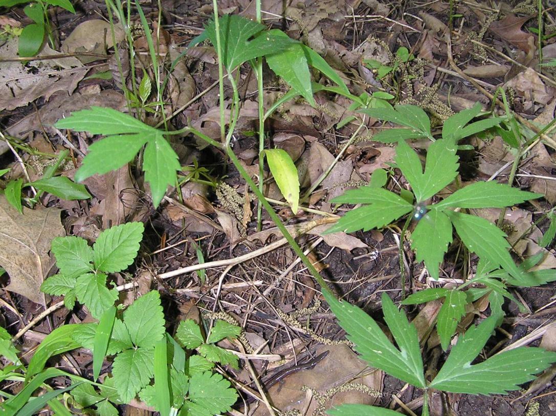 Virginia Waterleaf habit