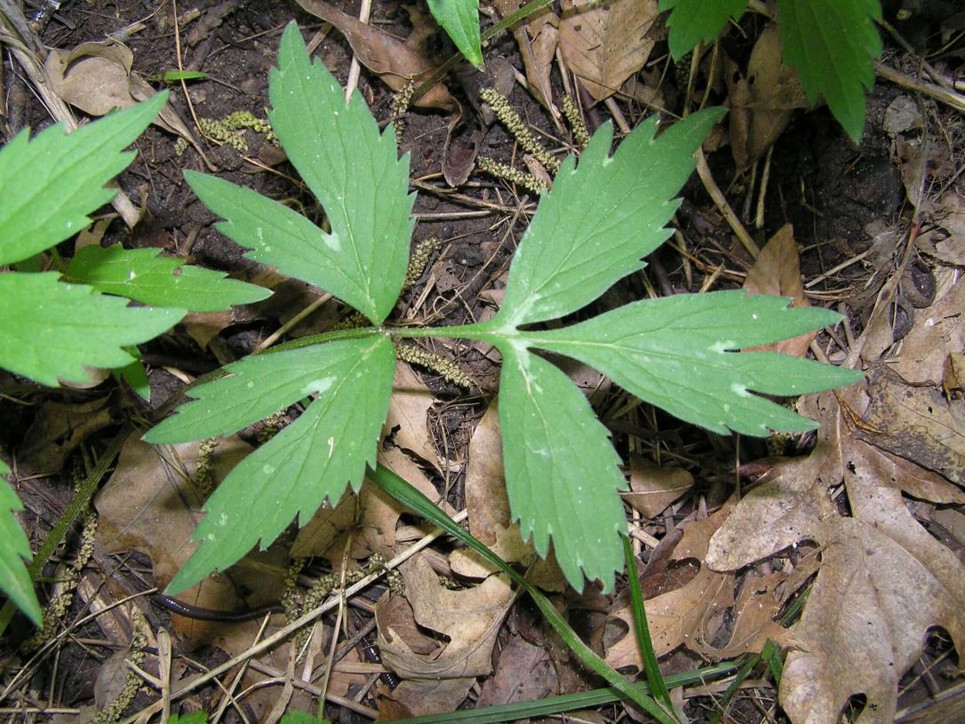 Virginia Waterleaf leaves