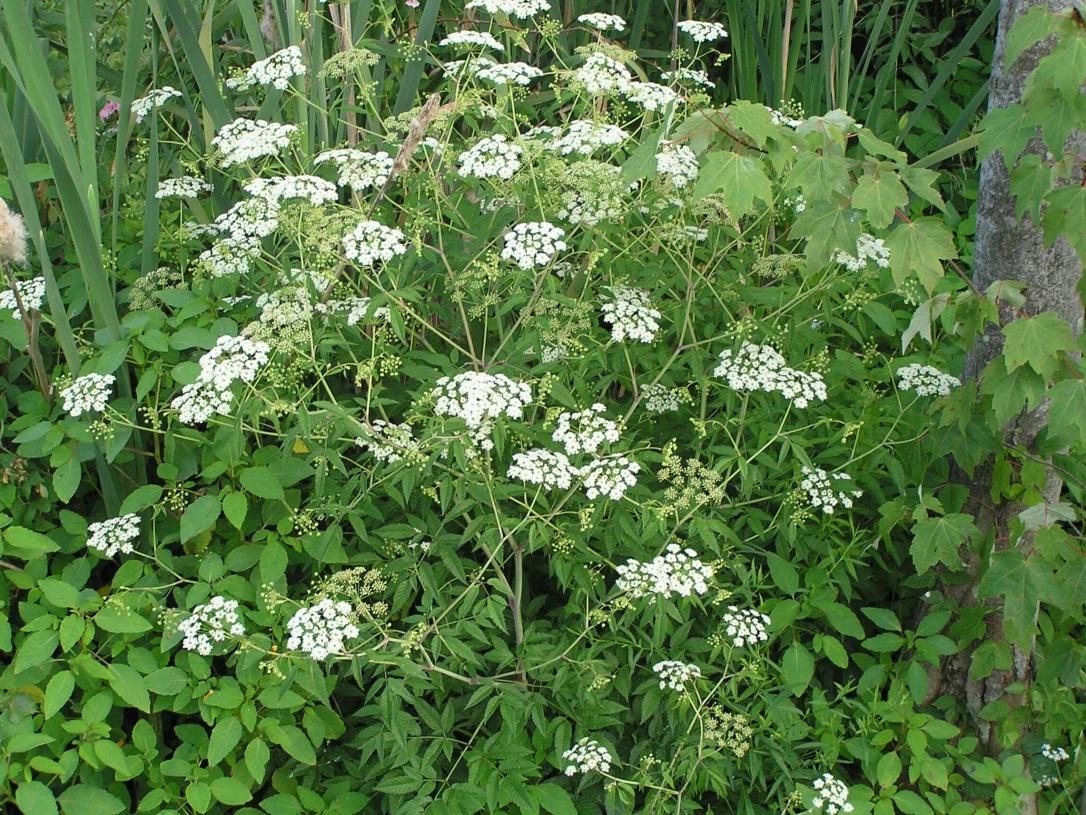 Water Hemlock habit