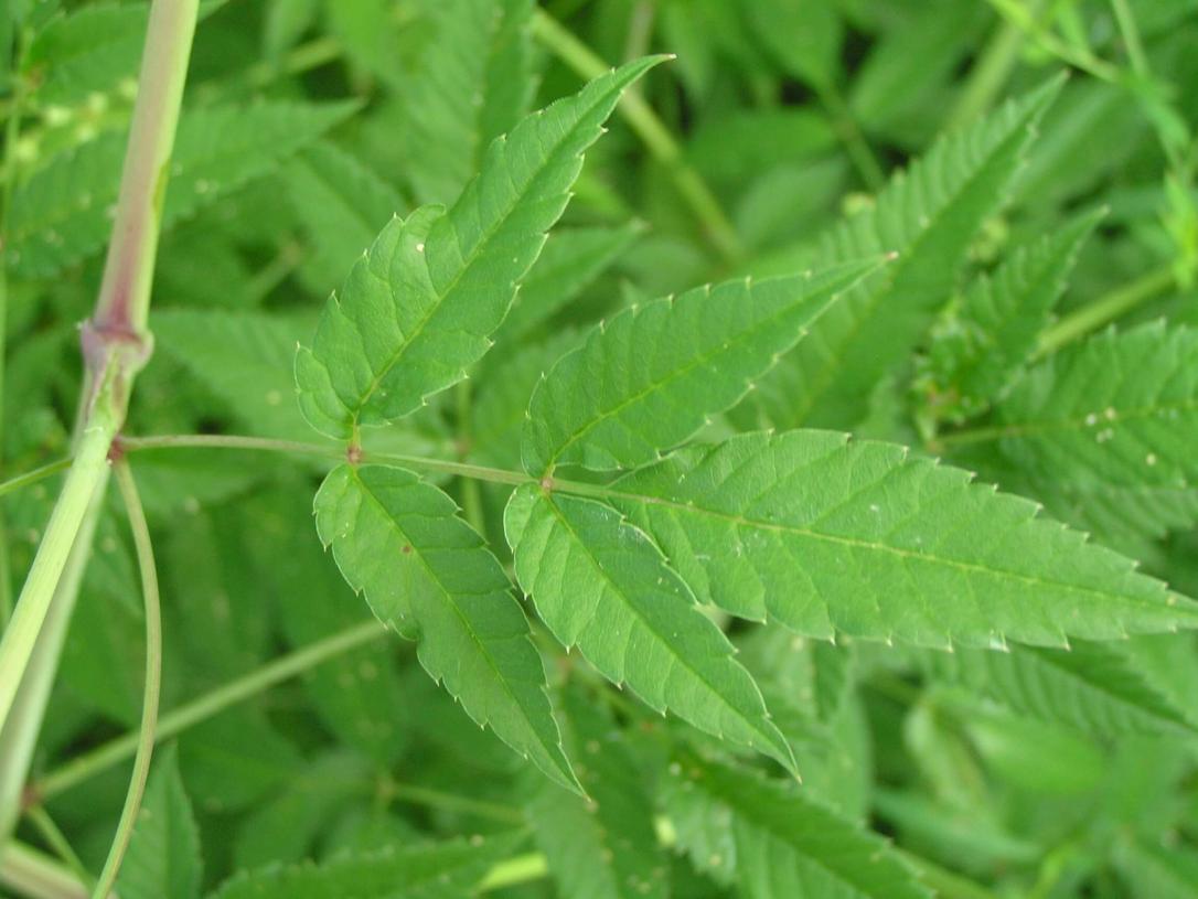 Water Hemlock leaves