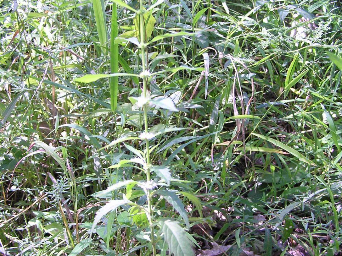 Water Horehound habit