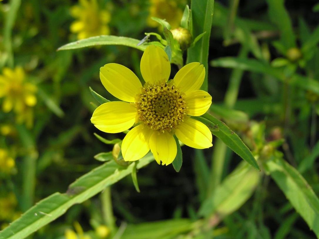 Water Marigold flower