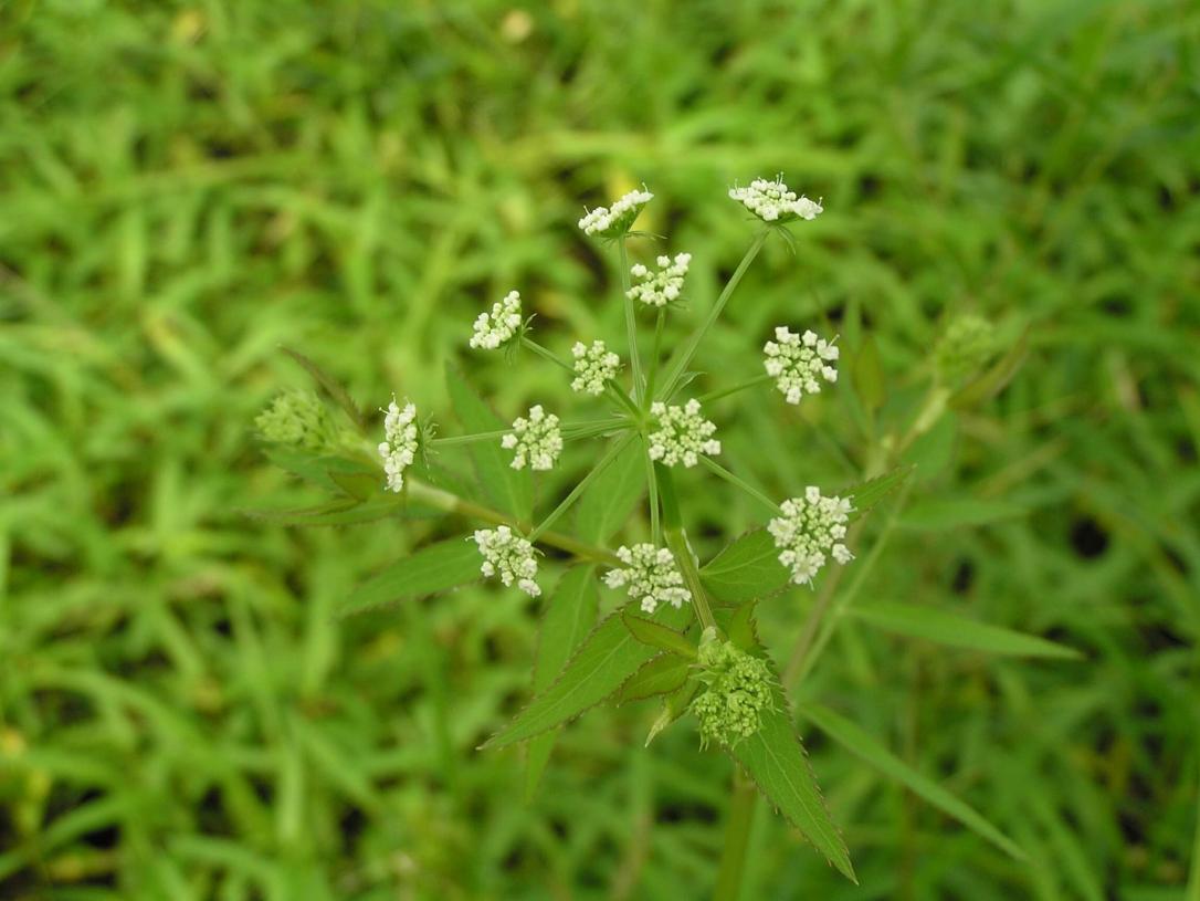 Water Parsnip flower