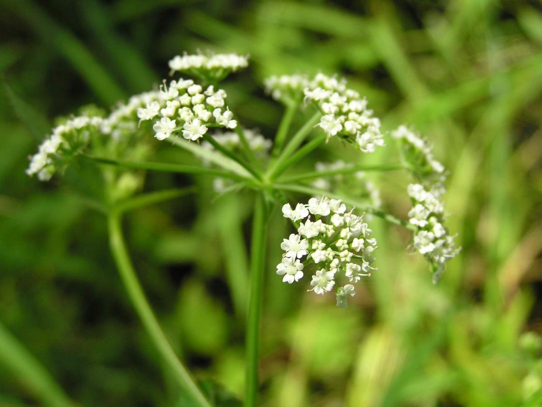 Water Parsnip flower