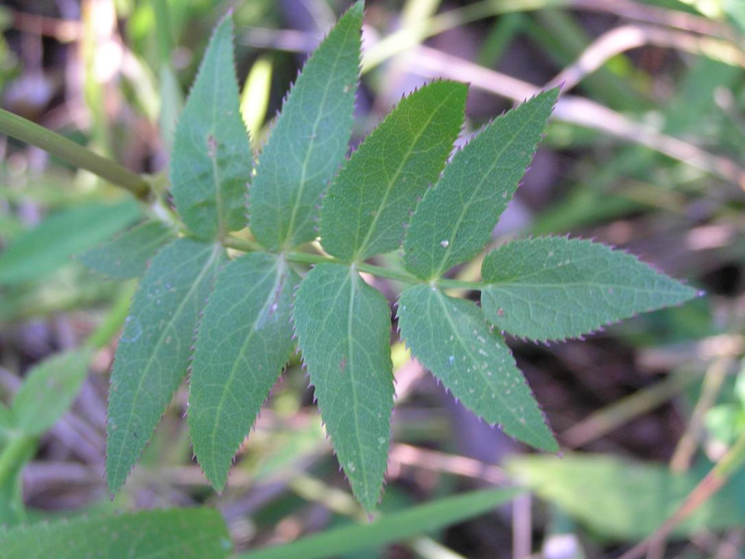 Water Parsnip leaves