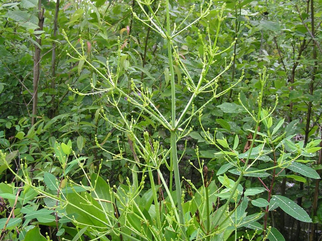 Water Plantain flower