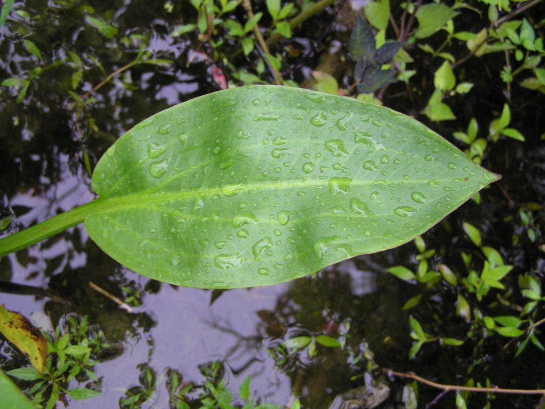 Water Plantain leaves