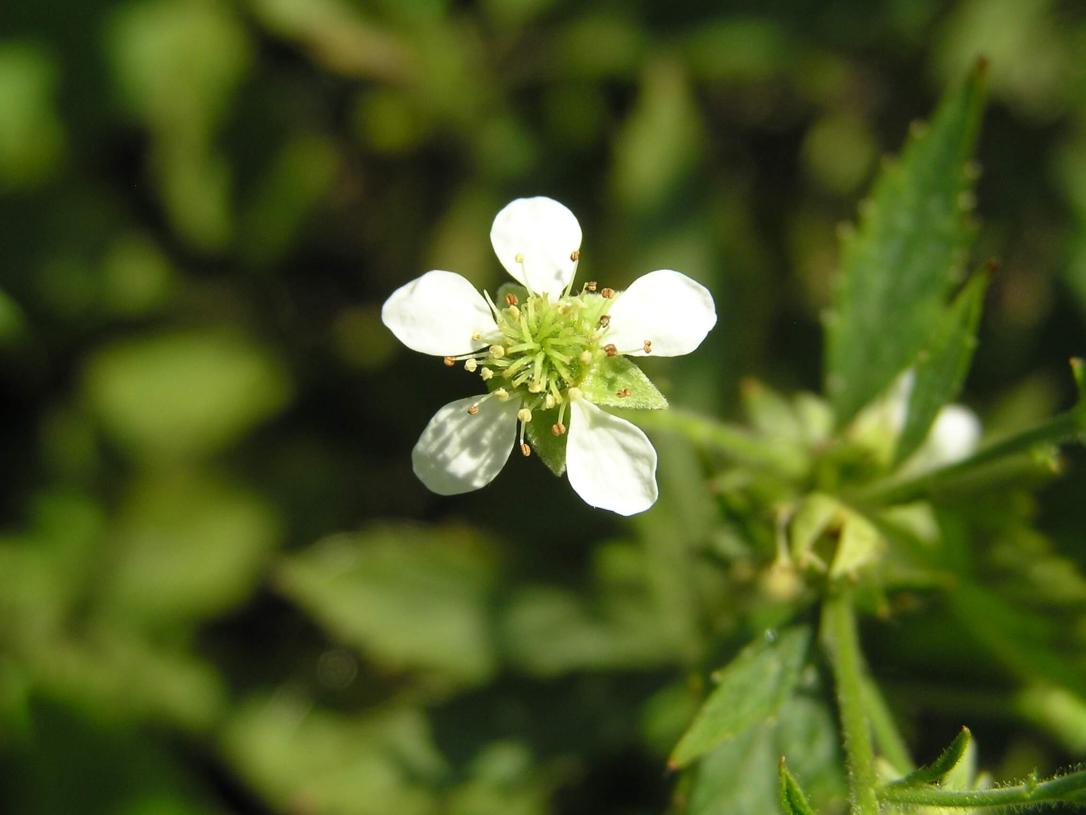 White Avens flower